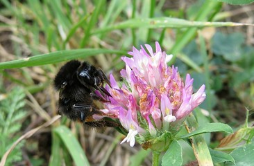 Bumblebee on a clover flower in the meadow, closeup