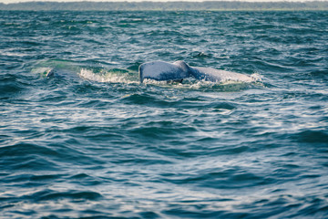 Obraz premium Humpback whale tail