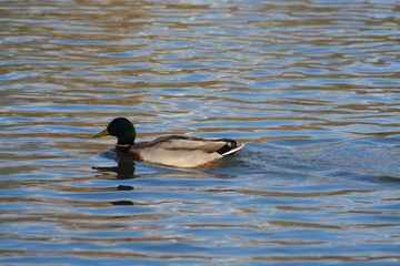 Animales en la Naturaleza, Mamiferos ,aves y otros