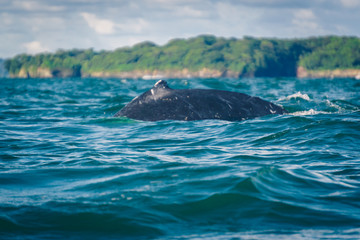 Obraz premium Humpback whale jumping