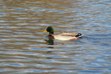 Animales en la Naturaleza, Mamiferos ,aves y otros