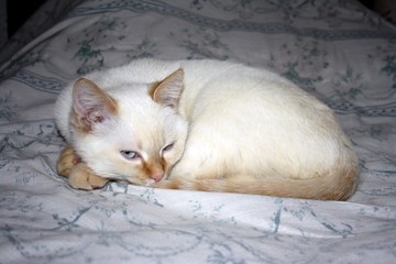 cat,kitten,animal,kitty,animals,pets,small