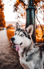 smiling husky dog with orange autumn background