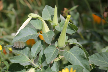 Datura metel or Devil's trumpet in garden. Plant with green leaves and bud