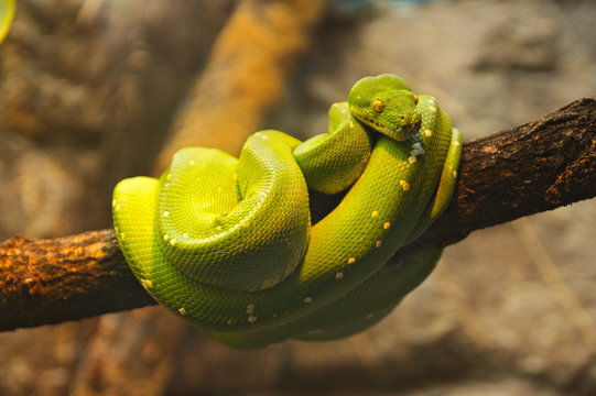 Green tree python...