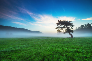 Misty pine forest on the mountain slope in a nature reserve