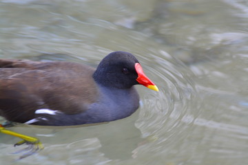 Animales en la Naturaleza, Mamiferos ,aves y otros