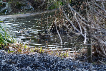 Animales en la Naturaleza, Mamiferos ,aves y otros