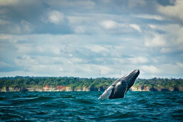 Fototapeta premium Humpback whale jumping