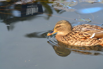 Animales en la Naturaleza, Mamiferos ,aves y otros