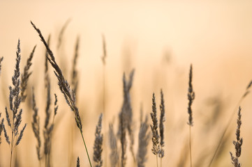 Grasses against blurred background. Selective focus and very shallow depth of field.