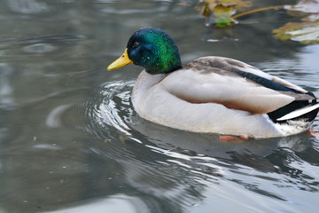Animales en la Naturaleza, Mamiferos ,aves y otros