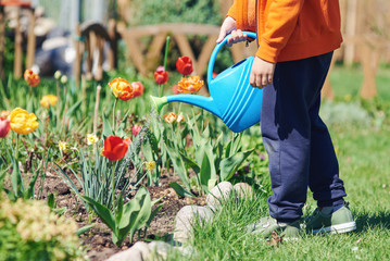 Little boy is watering flowers in the countryside garden. © Artem