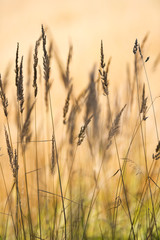 Obraz premium Grasses against blurred background. Selective focus and very shallow depth of field.