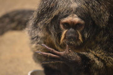 A Saki monkey eating a snack