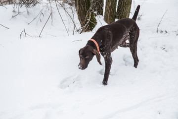 dog hunting in winter in the forest