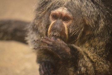 A Saki monkey eating a snack