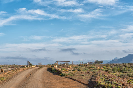 Road landscape, with cattle grid gate, in the Tankwa Karoo