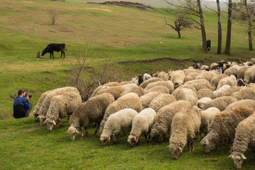 A photographer takes pictures of the sheep in the spring. A herd of goats and sheep.  Animals graze in the meadow. Mountain pastures of Europe.