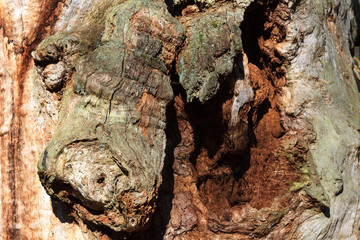 Grobe Rinde eines alten Baumes