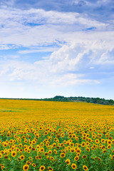 Sunflower field. Beautiful summer landscape.