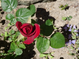 La rose rouge de l'île de Ré