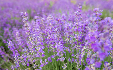 The beauty of a small purple flower field, or well known as Cyanthillium cinereum, on the afternoon sunlight effect. Beautiful natural background. Selective focus.