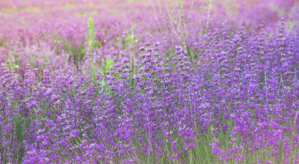 The beauty of a small purple flower field, or well known as Cyanthillium cinereum, on the afternoon sunlight effect. Beautiful natural background. Selective focus.