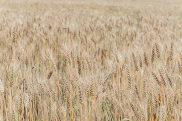 Fields of wheat at the end of summer fully ripe.