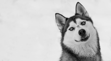 A siberian husky looking to the camera with smiling face