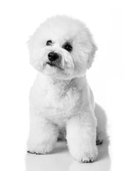 Bichon Frise puppy. Bichon is isolated on a white background. White dog. Bichon after grooming
