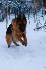German shepherd for a walk in winter