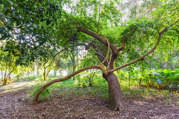Tree bizarre in the French Park. The Algerian Botanic garden, Algeria