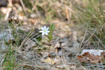 Trientalis europaea. Arctic starflower blooming in the forest. Flora of Ukraine. (Shallow depth of field, closeup)