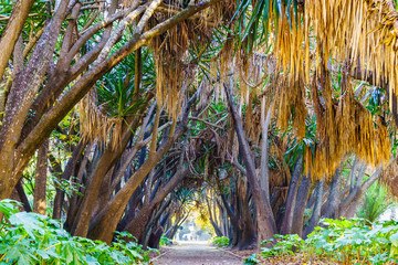 Shady alley Yucca elephantipes in the French Park. The Algerian Botanic garden, Algeria