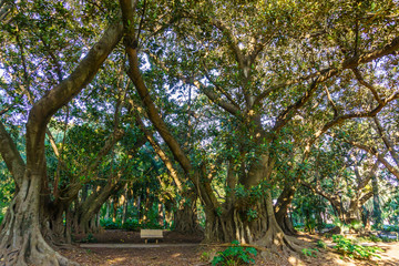 Fototapeta premium Bench in an English Park among the giant Ficus macrophyll. The Algerian Botanic garden, Algeria