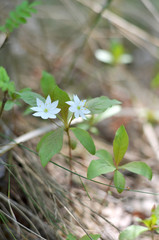 Trientalis europaea. Two small Arctic blooming in the forest in spring. (Shallow depth of field, closeup)