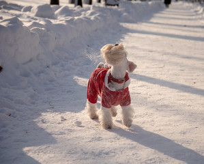 White miniature schnauzer in red velour suit shakes a beard