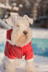 White miniature schnauzer in red velour suit close it's eyes