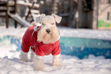 White miniature schnauzer in red velour suit staying on the snow