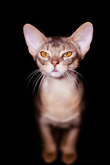 Abyssinian cat close up, portrait