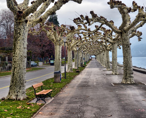  Trees in embankment of town of Vevey and Lake Geneva, canton of Vaud,