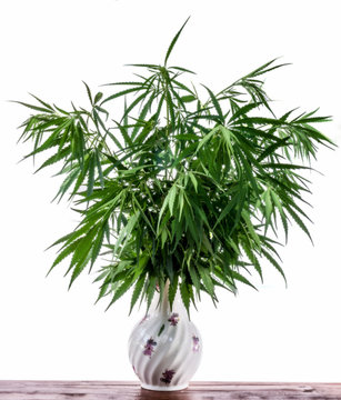Bouquet Of Cannabis Plants In A Vase Isolated On White Background.