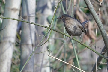 A blackbird perched on a tree branch