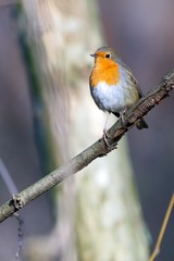 A European robin (erithacus rubecula) perched on a branch