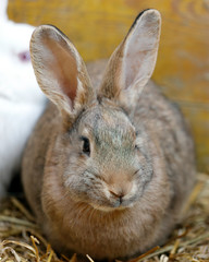 close-up of a rabbit crouching on the straw of the cage