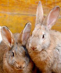 Fototapeta premium two rabbits heat up squatting on the straw
