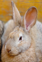 close-up of a rabbit crouching on the straw of the cage