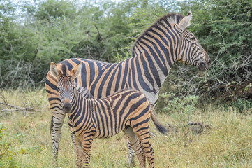 Fototapeta na wymiar A cute and small striped Zebra baby or calf in a game reserve in