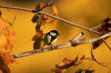 bird on a branch in Autumn